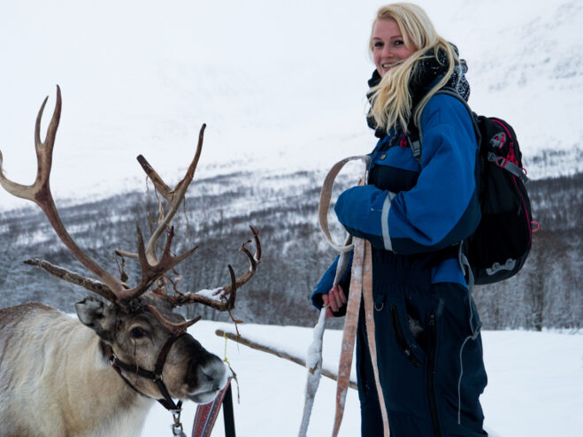 Reindeer sledding Lyngsfjord Adventure camp Tamok Norway