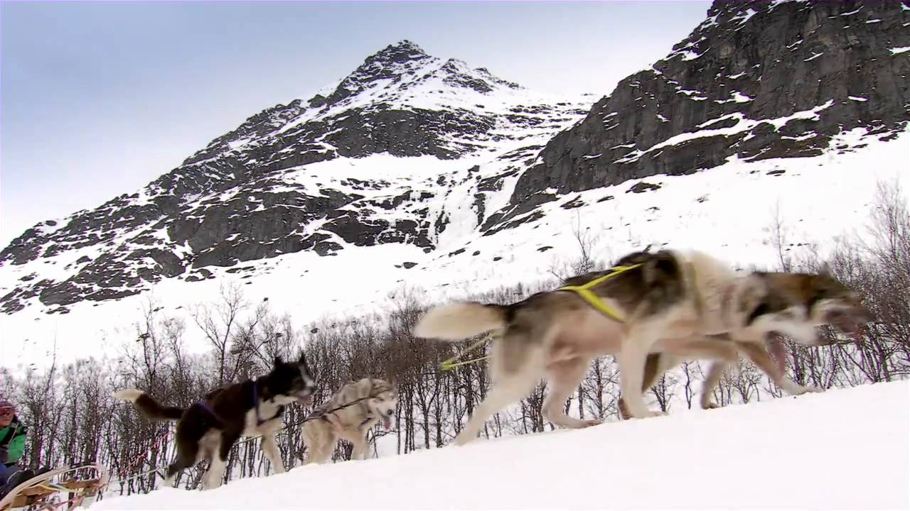 Dog Sledding - Lyngsfjord Adventure