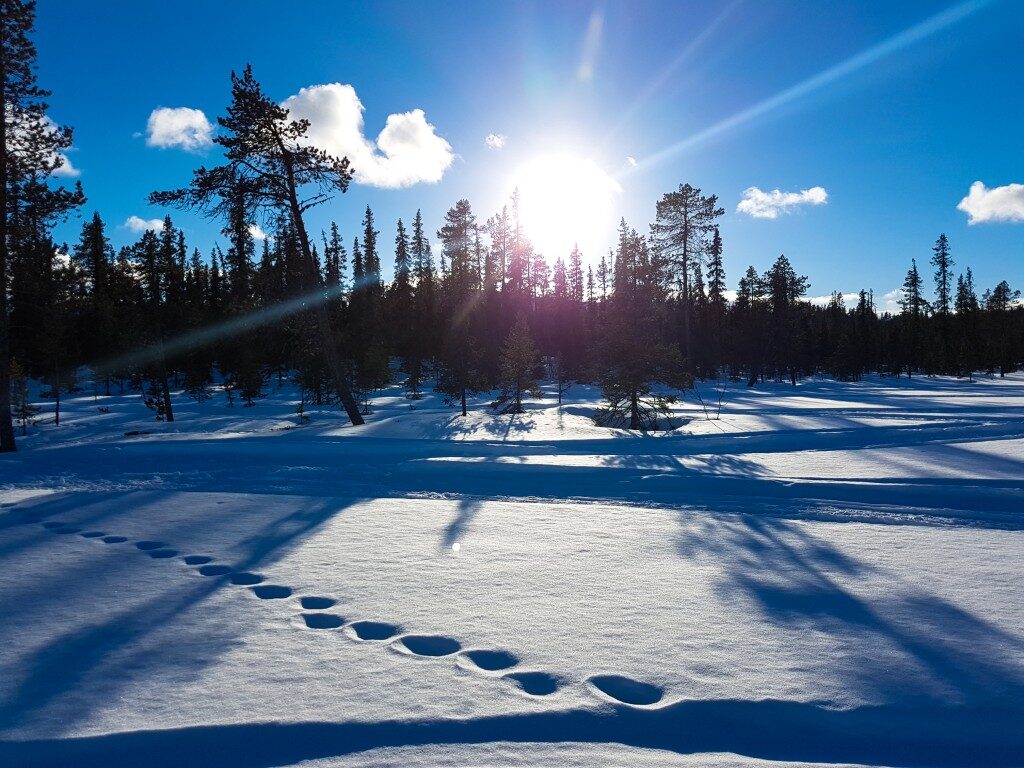 Zon boven een besneeuwd dennenbos in Lapland, met sporen in de sneeuw