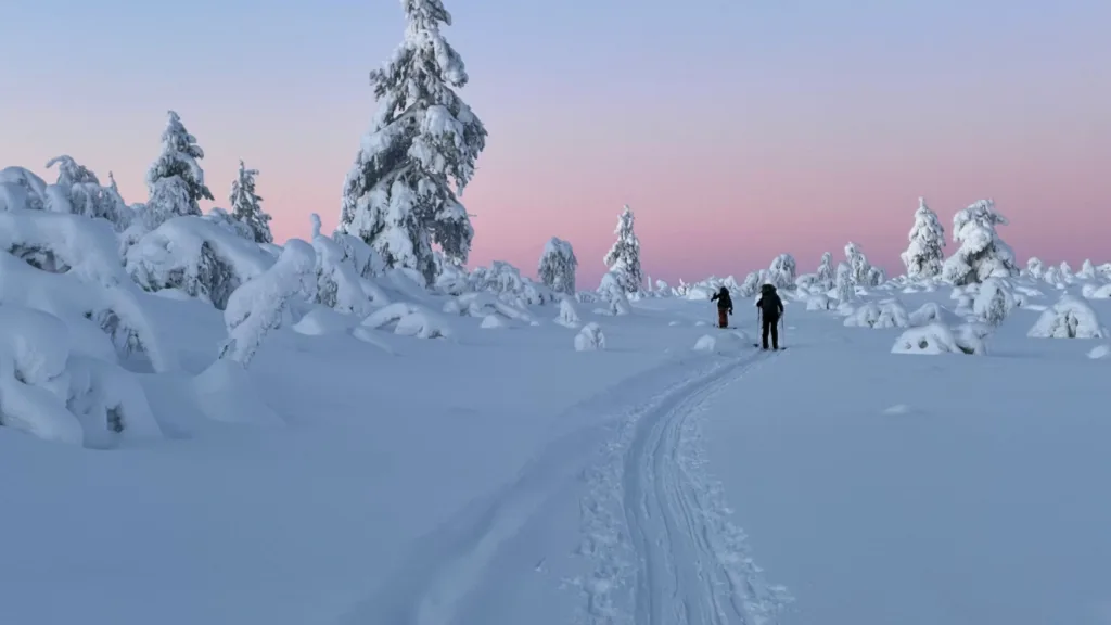 Zonsondergang boven een besneeuwd bos in Salla, Fins Lapland
