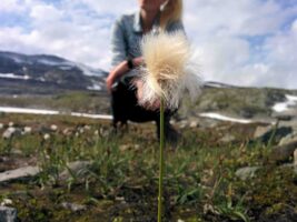 Nationaal Toeristische Routes - Myrull plantjes langs Aurlandsvegen